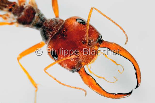 Cataglyphis bombycinus.JPG - in "Portraits d'insectes" ed. SeuilCataglyphis bombycinusFourmi femelle (soldat)AntHymenopteraFormicidaeMauritanie